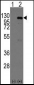 CASC3 Antibody (C-term)