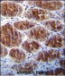 AREG Antibody (C-term)