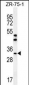 AREG Antibody (C-term)