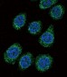 CYP3A5 Antibody (C-term)