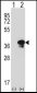 STX3 Antibody (Center)