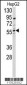 DHCR24 Antibody (N-term)