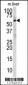 DHCR24 Antibody (N-term)