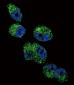 CYP4A11 (4A22) Antibody (C-term)