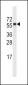 CYP4A11 (4A22) Antibody (C-term)