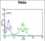 LUM Antibody (N-term)