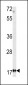 MFAP5 Antibody (C-term)