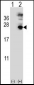 MFAP5 Antibody (C-term)