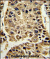 SERPINA4 Antibody (C-term)