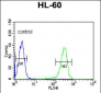 IGJ Antibody (N-term)