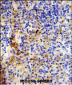 IGJ Antibody (N-term)