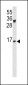 IGJ Antibody (N-term)