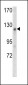 WTX Antibody (Center)