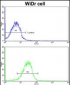 CLUAP1 Antibody (C-term)