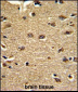 CLUAP1 Antibody (C-term)