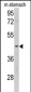 CLUAP1 Antibody (C-term)