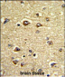 GAS7 Antibody (C-term)