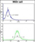 GLO1 Antibody (N-term)