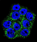 GLO1 Antibody (N-term)