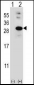 GLO1 Antibody (N-term)