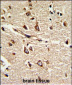 PDIA6 Antibody (Center K159)