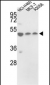 PDIA6 Antibody (Center D251)