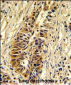 TALDO1 Antibody (Center)