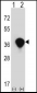 TALDO1 Antibody (Center)