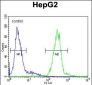 CTSH Antibody (N-term)