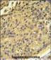 CTSH Antibody (N-term)