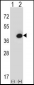 FBP1 Antibody (Center)