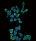 GLA Antibody (N-term)