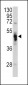 GLA Antibody (N-term)