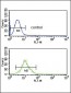 SMYD3 Antibody (N-term)