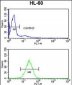 HSD17B7 Antibody (N-term)