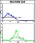 CDK3 Antibody (N-term Y19)