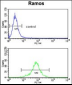 PGLS Antibody (C-term)