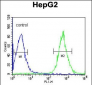 PFTK1 Antibody (N-term P82)