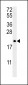 PTP4A2 Antibody (Center)