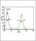 SPINK5 Antibody (N-term)