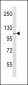 SPINK5 Antibody (N-term)