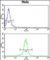 GALE Antibody (Center)