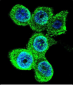 GALE Antibody (Center)