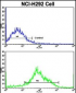 MyoGEF Antibody (N-term)