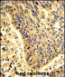 MyoGEF Antibody (N-term)