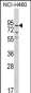 MyoGEF Antibody (N-term)