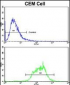 ND5 Antibody (C-term)