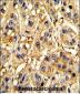 SFRP5 Antibody (Center)
