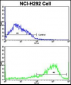 IFNGR2 Antibody (C-term)