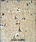 GPD1 Antibody (N-term)